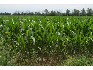 Property photo 112 - LAND AUCTION - 215+/- ACRES OFFERED IN 6 TRACTS IN VAN WERT COUNTY, OHIO